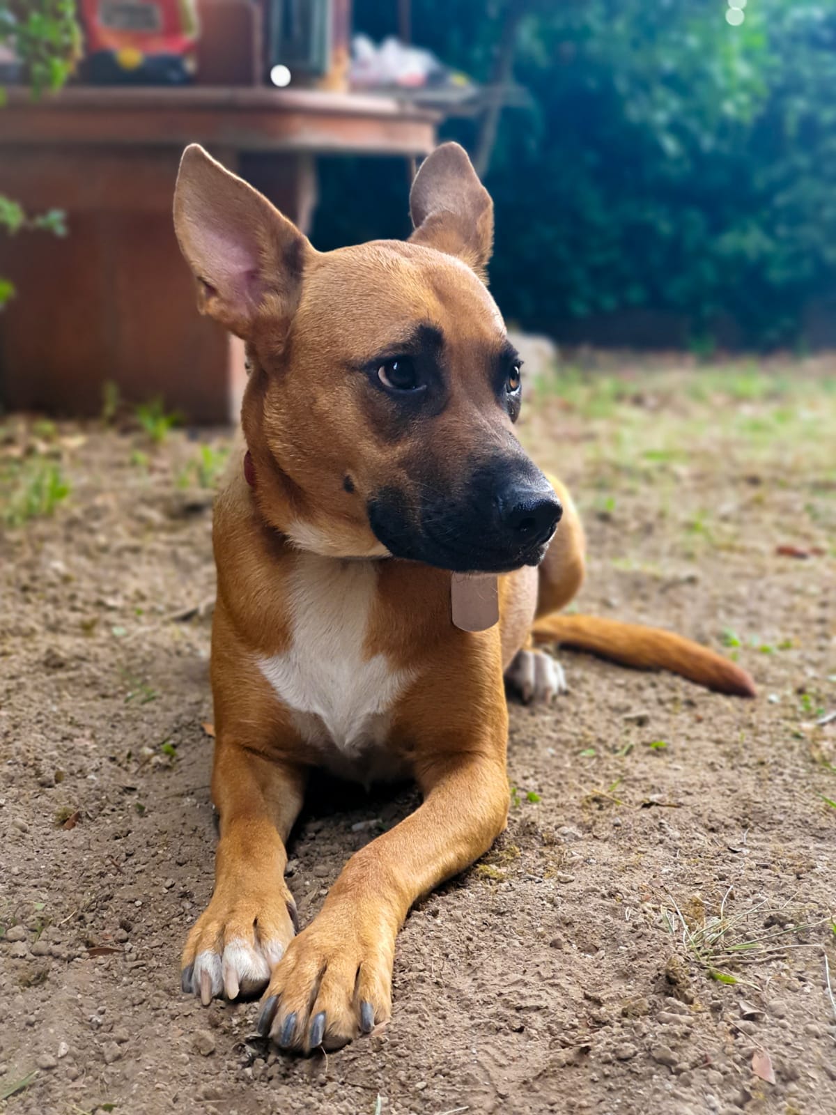 Laika, LifeBound K9